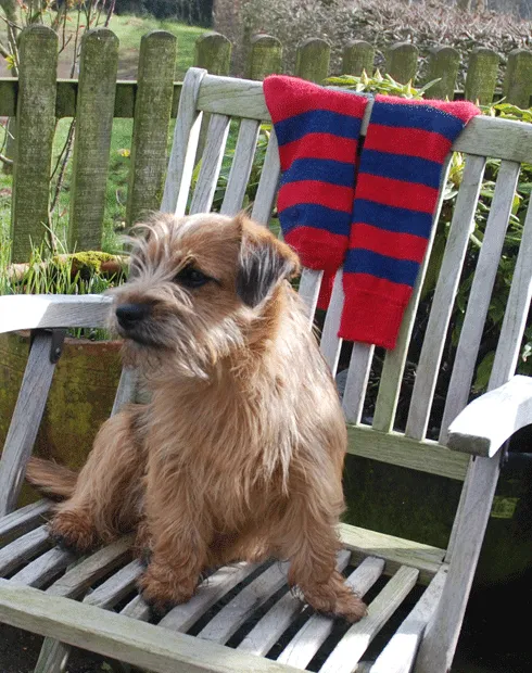 Alpaca Sunday Socks