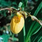 FES Quintessentials - Lady's slipper - .25 fl oz